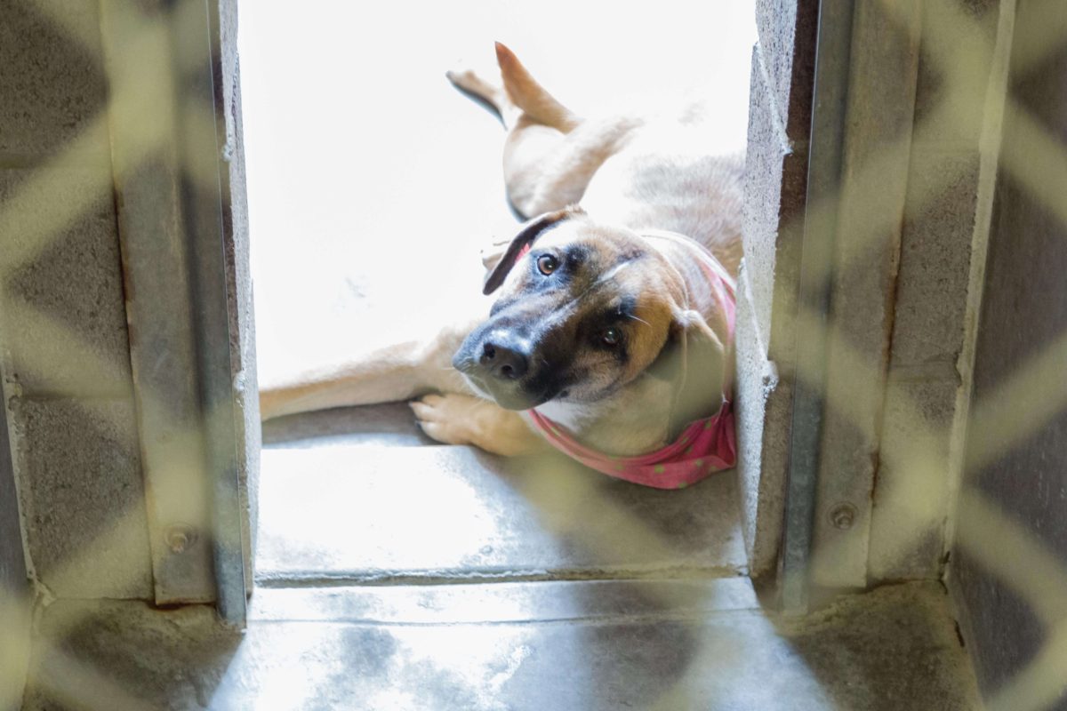 San Angelo Animal Shelter Continues ‘No Kill’ Goal