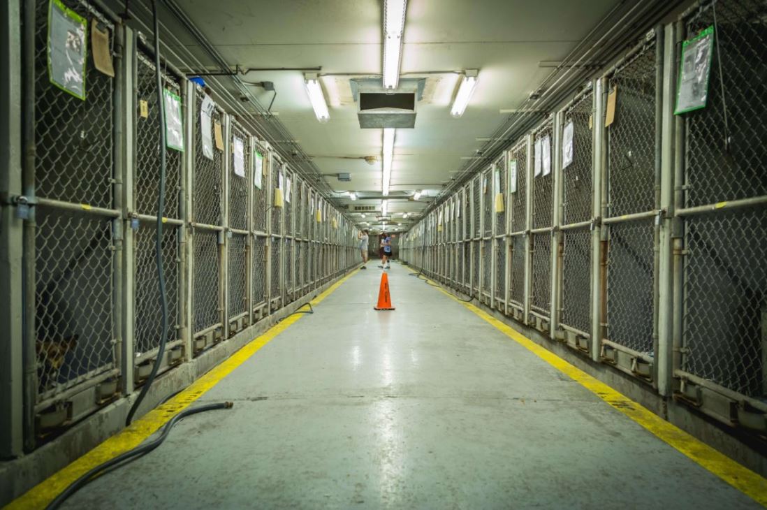 Hope lives in no kill shelters